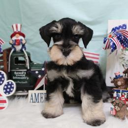 Freedom - Black and silver male Miniature Schnauzer puppy in Gary, Texas from Beards Little Schnauzers