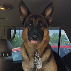 Chihuahuas and German Shepherds from Gunnersville Farm