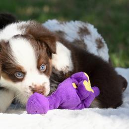 Beau - Red tri male Toy Australian Shepherd puppy in Chickasha, Oklahoma from Rustic Lace