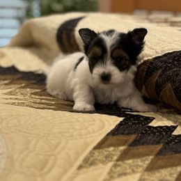 Gretchen Girl C-2 - Biewer Terrier puppy from Golden Corner Puppies
