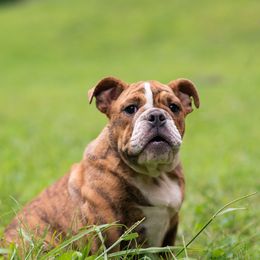 Bulldog Puppies from Brandywine Bulldogs