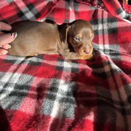 Derrick - Chocolate and tan male Dachshund puppy in Roanoke, Alabama from Windsor’s Miniature Dachshunds