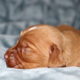 Red girl 1 PRA clear up - Red female Dachshund puppy in Pontotoc, Mississippi from Doubletake Doodles & Dachshunds