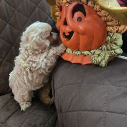 Charlotte - Cafe au lait female Poodle puppy in Mc Dade, North Carolina from Toy Poodles of NC