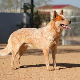 Mesquite N A2's A Red Charmer KHINO (AKC) - Red speckled male Australian Cattle Dog puppy in Sahuarita, Arizona from A2 Australian Cattle Dogs