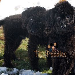 Coal - Black Poodle puppy in New Jersey from TK Poodles