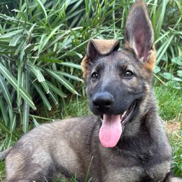 Girl 1 - Sable female German Shepherd puppy in Whitehouse, Ohio from Providence Landhaus