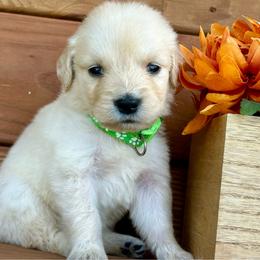 Charger - Light golden male Golden Retriever puppy in Doniphan, Missouri from Stockford’s Golden Retrievers