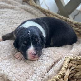 Girl 6: Blossom - Black tri-color female Australian Shepherd puppy in Volant, Pennsylvania from Addie's Aussies
