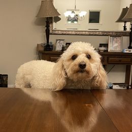 Stella - Goldendoodle