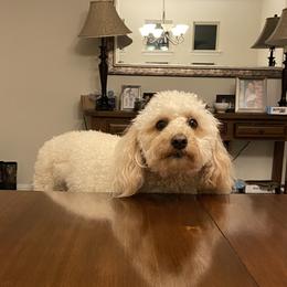 Stella - Goldendoodle