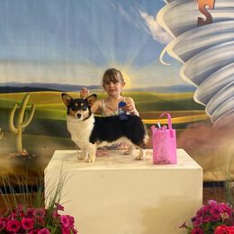 Ivy - Pembroke Welsh Corgi