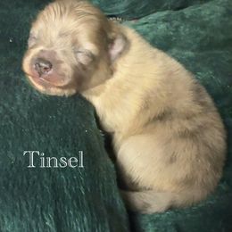 Tinsel - Cream sable female Pomeranian puppy in Eden, North Carolina from Whippoorwill Pomeranians
