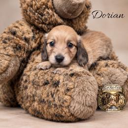 Dorian - Cream male Dachshund puppy in Greenfield, Ohio from Buck Run Creek Dachshunds