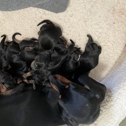 Dachshund Puppies from Hursh’s Hounds