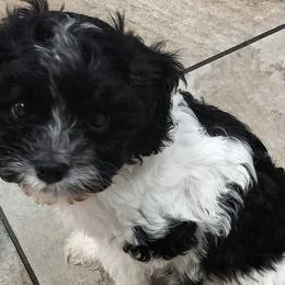 Cavapoos from Cavapoos of Lake Waco