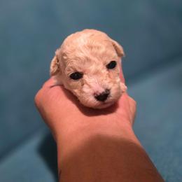 Caramel - Cream male Poodle puppy in Lawton, Oklahoma from My Precious Toy Poodles