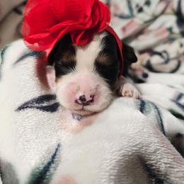 Rose - Tri-color female Cavapoo puppy in Roseville, California from Heavenly Goldendoodles