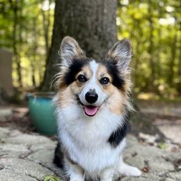 Ida - Pembroke Welsh Corgi