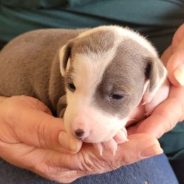 Girl 1 - Blue female Italian Greyhound puppy in Monticello, Florida from Lebeck Acres