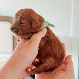 Willow - Lime collar girl - Red  female Goldendoodle puppy in Ruthorfordton, North Carolina from Duncan Doodles Goldendoodles