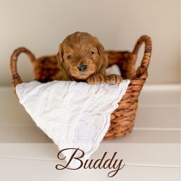 Buddy - Red  male Goldendoodle puppy in Melba, Idaho from KZ Doodles