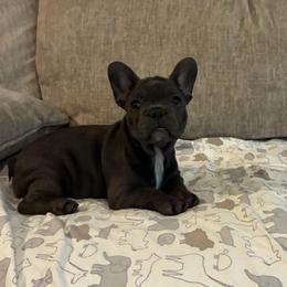 Yellow - Blue female French Bulldog puppy in Kyle, Texas from Small Town Frenchies