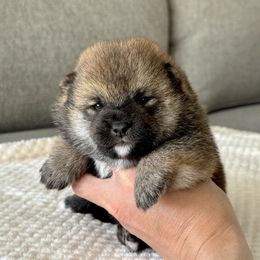 Emi - Red female Shiba Inu puppy in Houston, Texas from Sakura Blossom Shibas