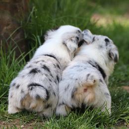 American Corgi Puppies from Diamond Corgis