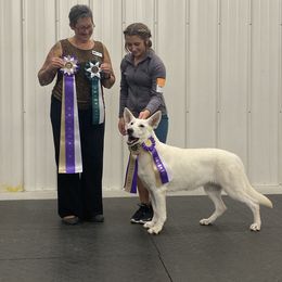 Journey - Berger Blanc Suisse