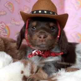 Rose - Piebald female Dachshund puppy in Chandler, Arizona from Vonaducci Doxies, LLC.