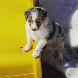 Australian Shepherd Puppies from Diamond Aussies N the Rough