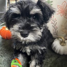 Boy 2 - male Miniature Schnauzer puppy in Kingston, Georgia from Mary Jean Suhor
