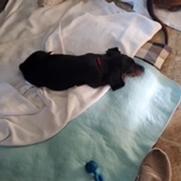 Dachshunds from Palmetto Moon Kennel