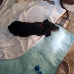 Dachshunds from Palmetto Moon Kennel