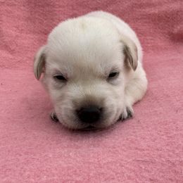 Froggy - Yellow male Labrador Retriever puppy in Garnett, Kansas from Timberland Creek Labradors