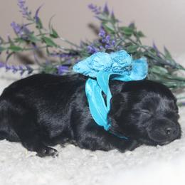 Tango - Black male Maltipoo puppy in Arkansas from Brew House