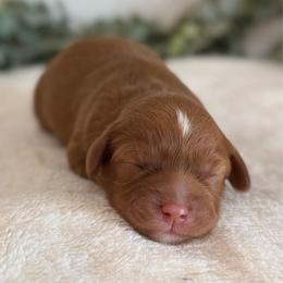 Robin - Red female Cavapoo puppy in Kankakee, Illinois from Apricot Roots Doodles
