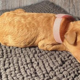 Bernedoodles from Brown’s Bernedoodles