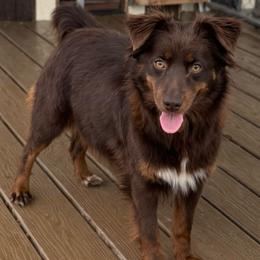 Candy - Toy Australian Shepherd