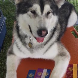 Alaskan Malamutes from Illusion Kennel