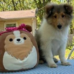 Shetland Sheepdog Puppies from Belknap Shelties
