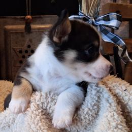 Pembroke Welsh Corgi Puppies from Rhone River Farm Pembroke Welsh Corgis