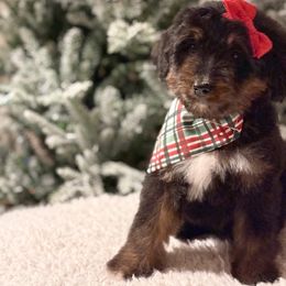 Acorn (f) - Phantom female Bernedoodle puppy in Bellville, Ohio from Bernedoodle Buddies