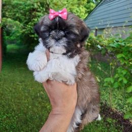 Shih Tzu and Yorkshire Terrier Puppies from Thorntons Fur Crew