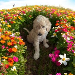 Girl 1 - Parti female Goldendoodle puppy in Murrieta Ca, California from Gloria's Goldendoodles