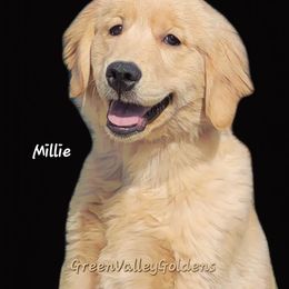 Girl 3 - Golden Retriever puppy in Washington from Green Valley Goldens