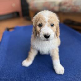 Alpine - Yellow and white male Bernedoodle puppy in Gales Ferry, Connecticut from Schweers Goldens and Doodles