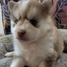 Blake - Red and white male Pomsky puppy in Charlotte, Michigan from Moore Pomskies