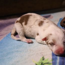 Joey - Red merle male Border Collie puppy in Alabama from Bar C Farms